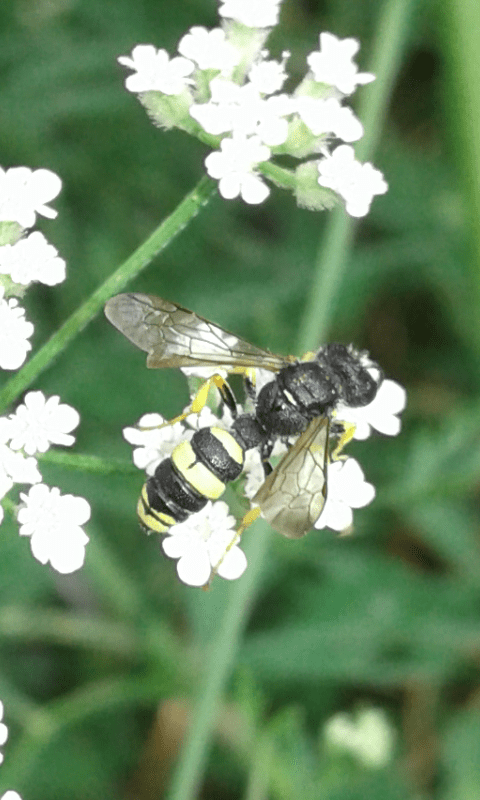 Crabronidae : Cerceris sabulosa? S